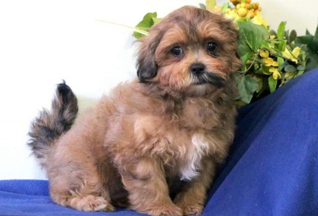Cleo-Shorkie2.jpg