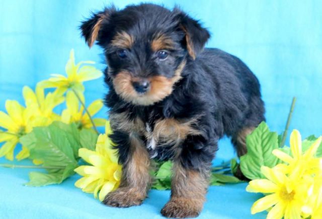 Clifford-Yorkiepoo-1.jpg