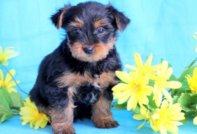 Clifford-Yorkiepoo-2.jpg