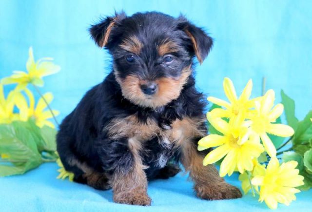 Clifford-Yorkiepoo-3.jpg