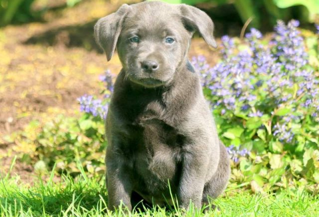 Cookie-Charcoal-Labrador-Retriever-1.jpg