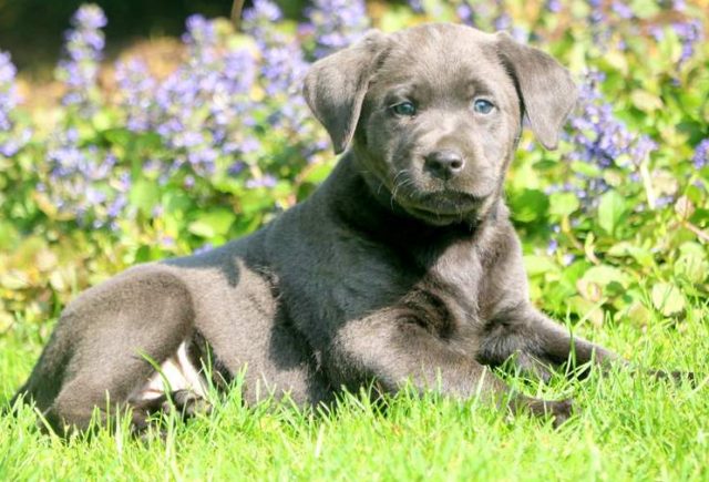 Cookie-Charcoal-Labrador-Retriever-2.jpg