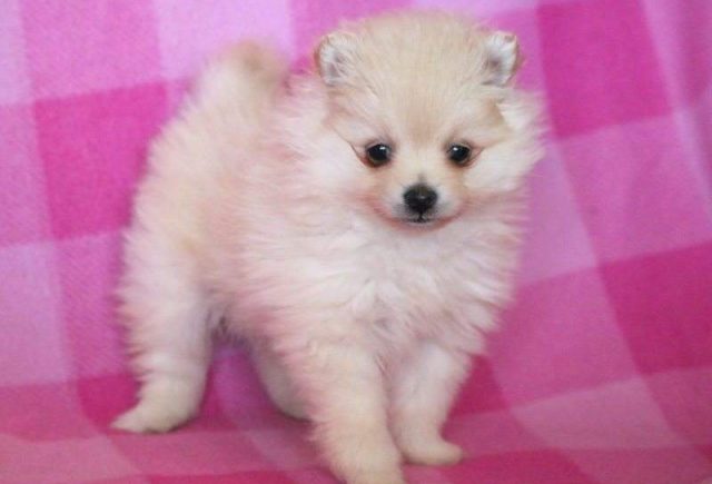 Cookie-Pomeranian-e1519223171357.jpg