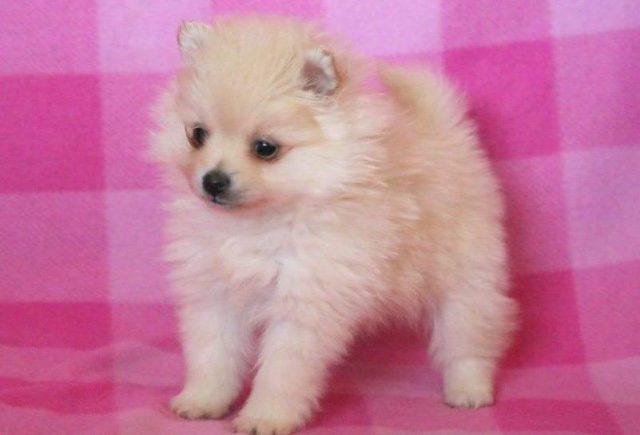 Cookie-Pomeranian2-e1519223164190.jpg
