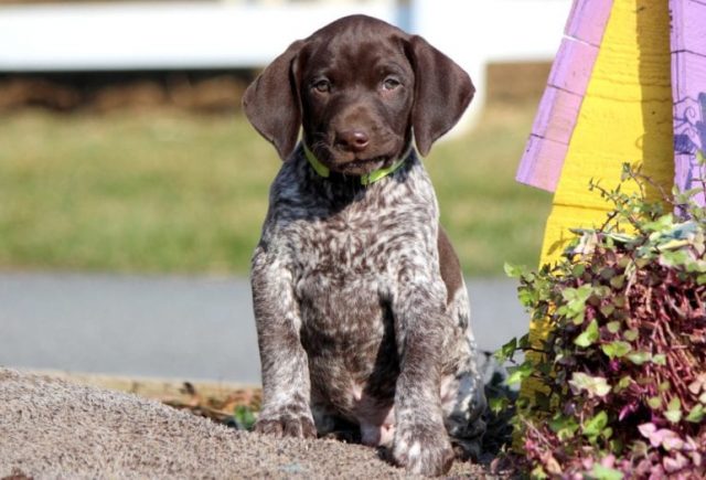 Copper-German-Shorthaired-Pointer-e1518963801879.jpg