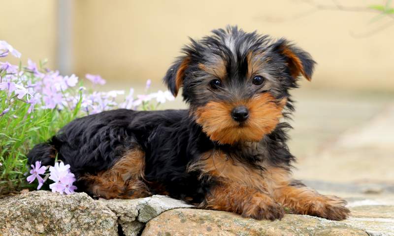 Featured image of post The Best 25 Korkie Corkie Dogs
