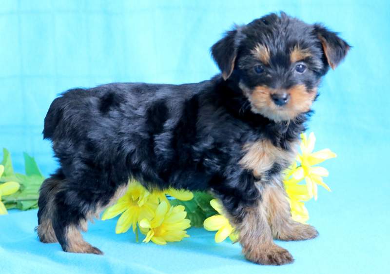 corkys english cream goldendoodles