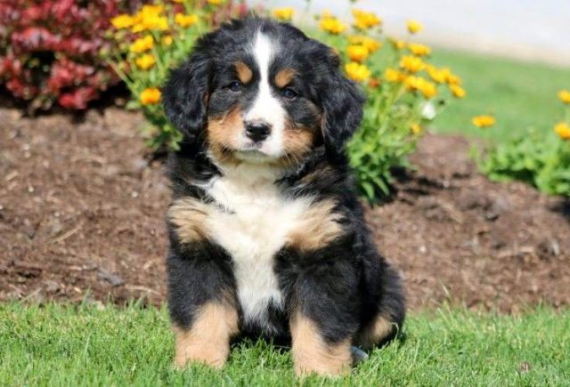 Cuddles-Bernese-Mountain-Dog-e1519067120228.jpg
