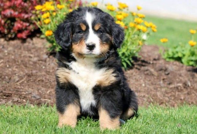 Cuddles-Bernese-Mountain-Dog2-e1519067132246.jpg