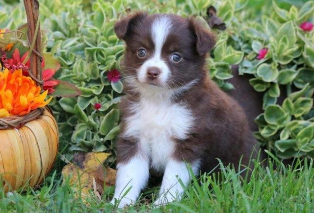 Cuddles-Mini-Australian-Shepherd-e1519080512610.jpg