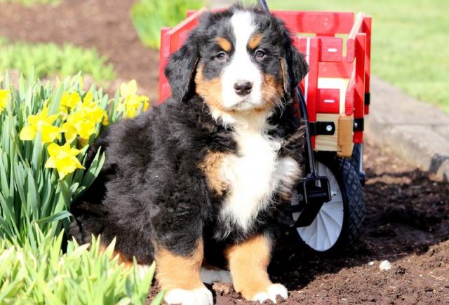 Cupcake-Bernese-Mountain-Dog-1.jpg