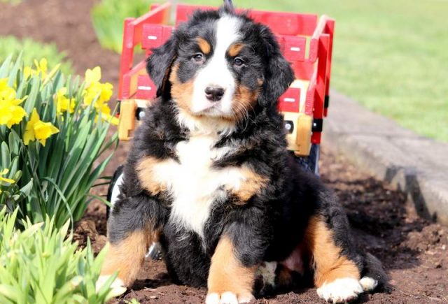 Cupcake-Bernese-Mountain-Dog-2.jpg