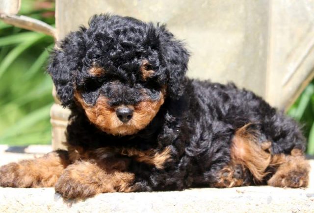 Cupcake-Mini-Aussiedoodle2.jpg