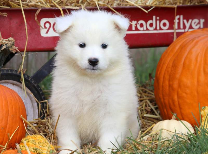 cupcake samoyed puppy for sale keystone puppies