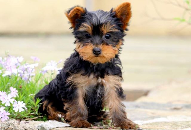 Cupcake-Yorkiepoo-1-1.jpg