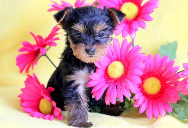 Cupcake-Yorkiepoo-1.jpg