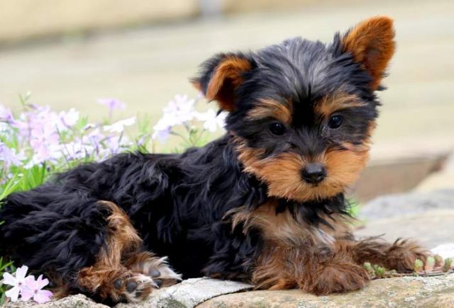 Cupcake-Yorkiepoo-2-1.jpg