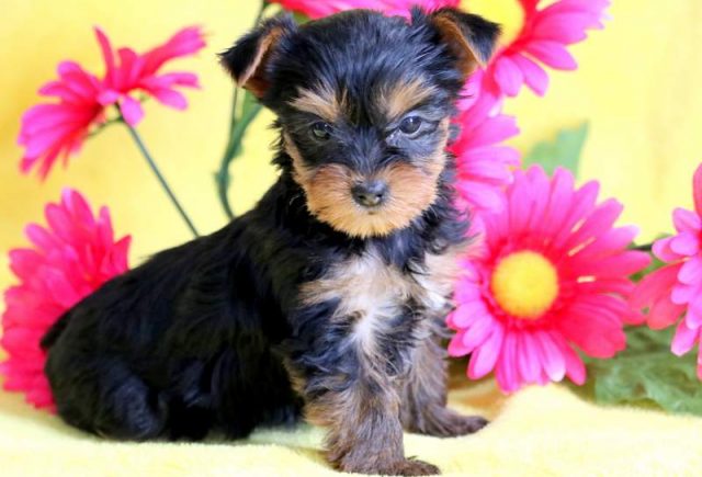 Cupcake-Yorkiepoo-2.jpg