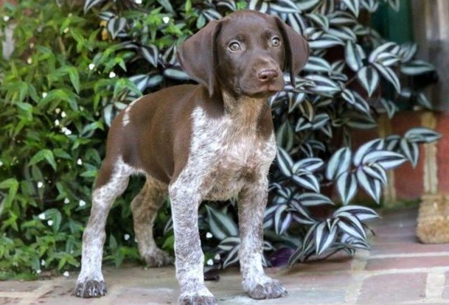 Curious-George-German-Shorthaired-Pointer-e1519167213453.jpg