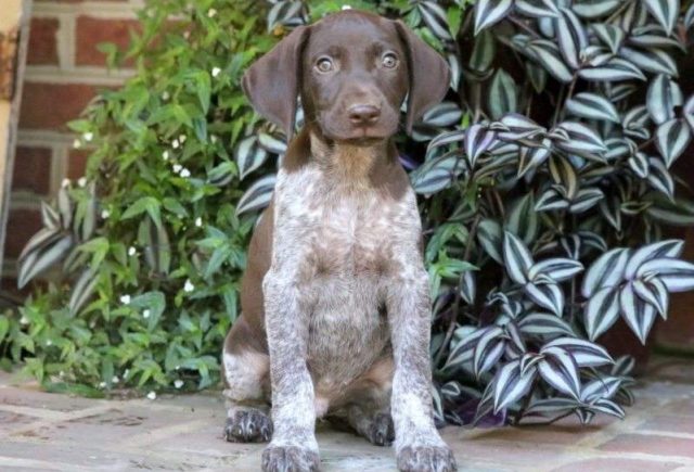 Curious-George-German-Shorthaired-Pointer2-e1519167234131.jpg