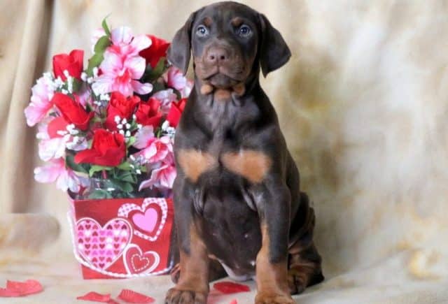 Cynthia-Doberman-Pinscher.jpg