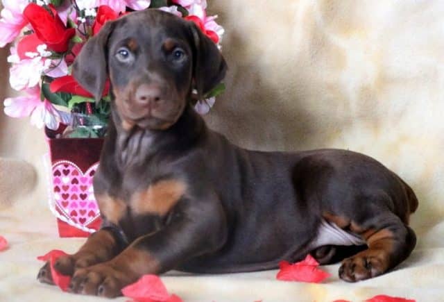Cynthia-Doberman-Pinscher2.jpg
