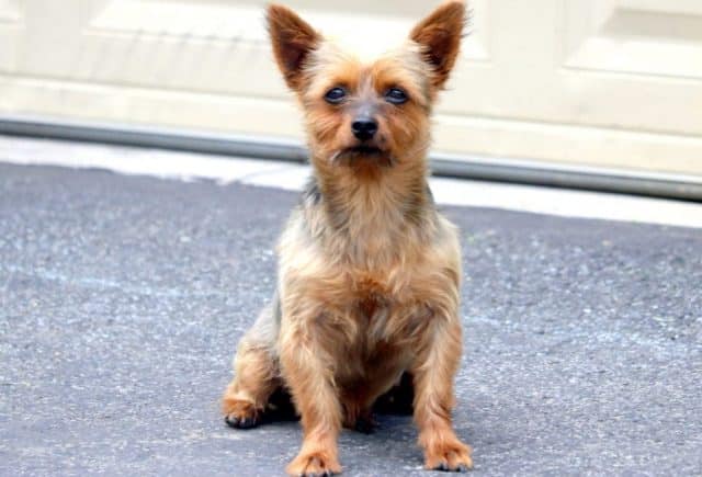 Dad-Pic-Yorkiepoo-Pepper.jpg