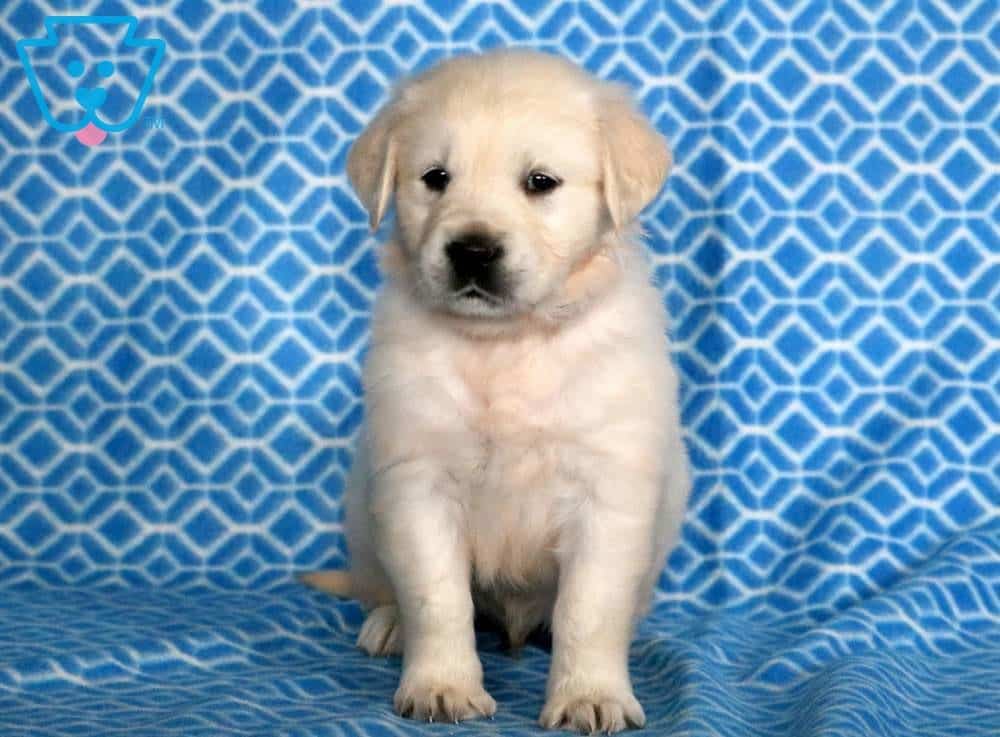 43 HQ Pictures English Golden Retriever Puppies Oklahoma : Golden Retriever Puppies Virginia Beach | PETSIDI