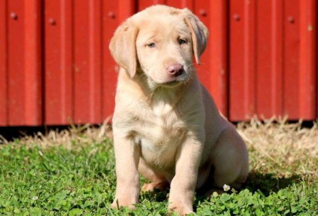 Daisy-Fox-Red-Lab-e1519325113410.jpg