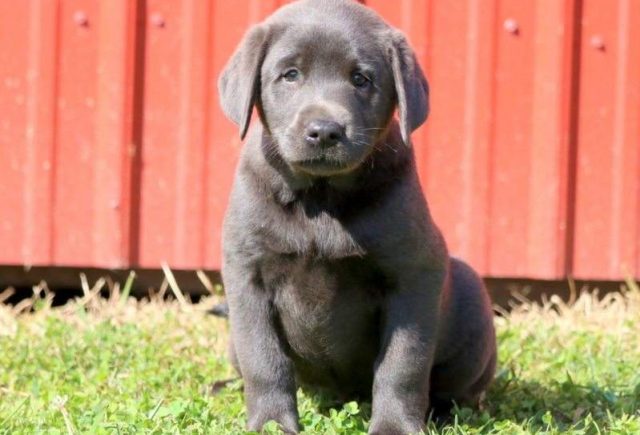 Dalilah-Charcoal-Lab-e1519325123469.jpg