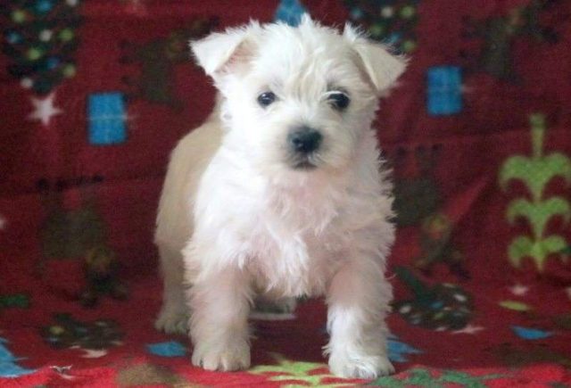 Dancer-Westie-e1519237914969.jpg