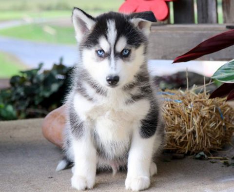 Danny-Pomsky-Designer-Breed-Dog-Pomeranian-Husky-ACHC-IDCR-ICA