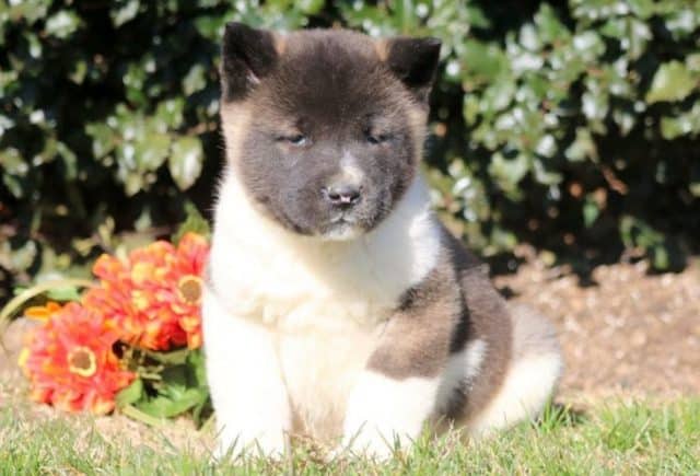 Dart-Akita-e1518963732885.jpg