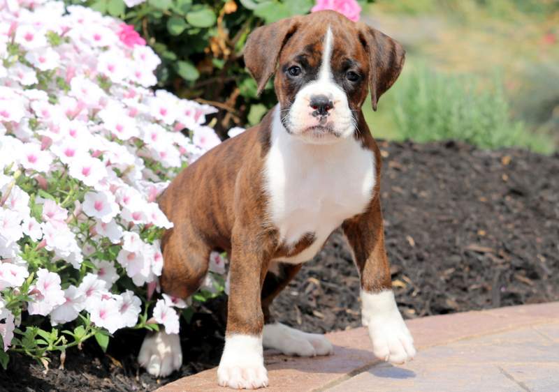 Dash Boxer Puppy For Sale Keystone Puppies
