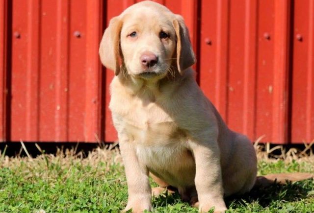 Dash-Fox-Red-Lab-e1519325119871.jpg