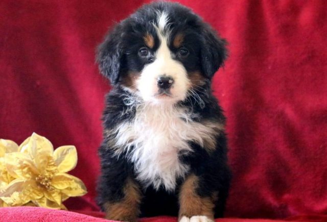 Debbie-Bernese-Mountain-Dog.jpg