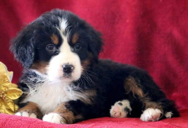 Debbie-Bernese-Mountain-Dog2.jpg