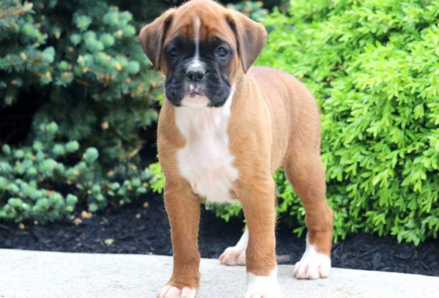 Dee-Dee-Boxer.jpg
