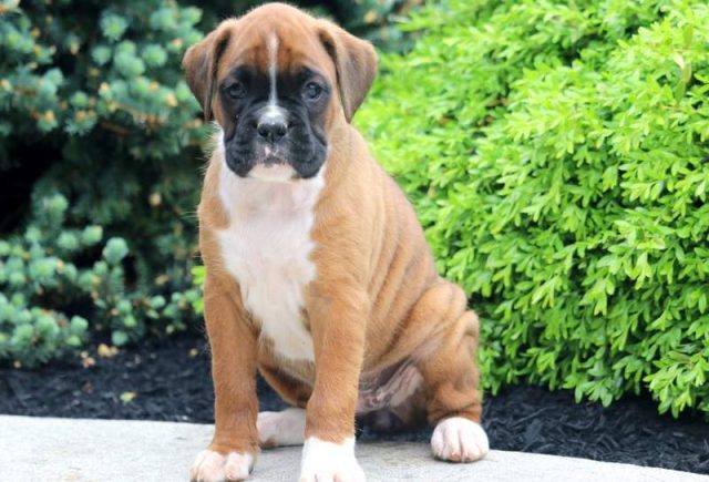Dee-Dee-Boxer2.jpg