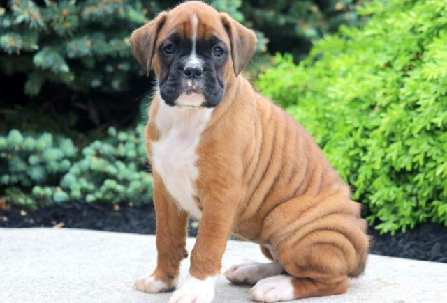 Dee-Dee-Boxer3.jpg