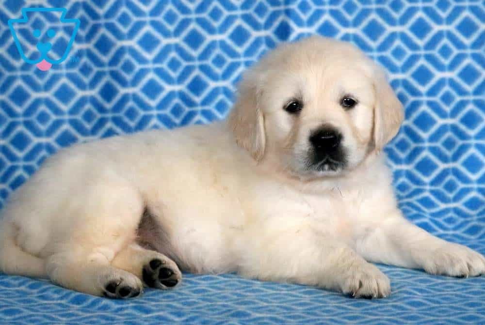 Dewie | Golden Retriever - English Cream Puppy For Sale ...