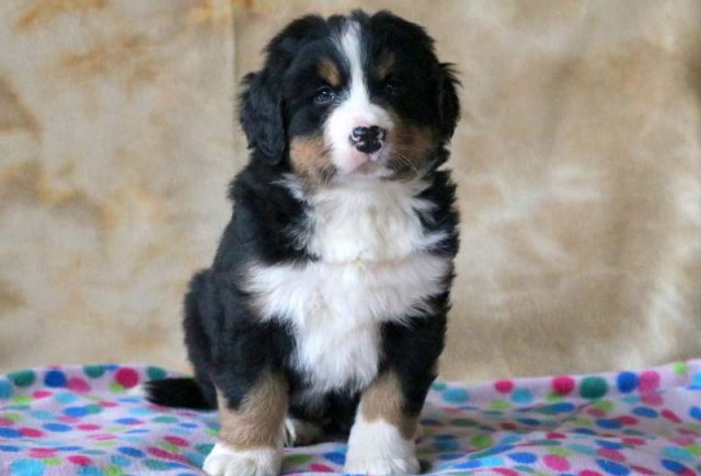 Dexter-Bernese-Mountain-Dog.jpg
