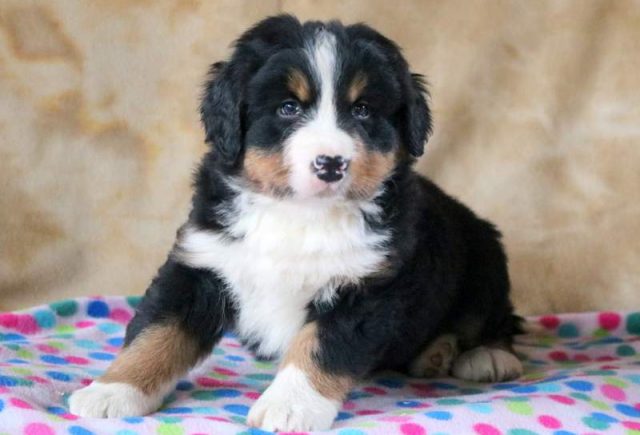 Dexter-Bernese-Mountain-Dog2.jpg