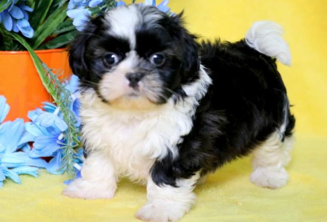 Diamond-Shorkie-1.jpg