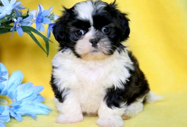 Diamond-Shorkie-2.jpg