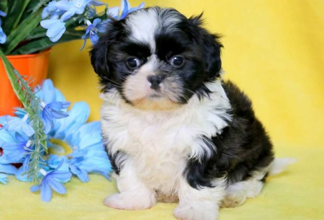 Diamond-Shorkie-3.jpg