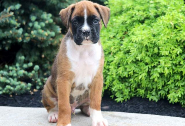 Diesel-Boxer.jpg