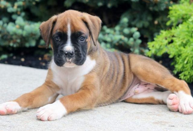 Diesel-Boxer2.jpg