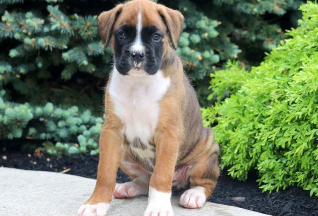 Diesel-Boxer3.jpg
