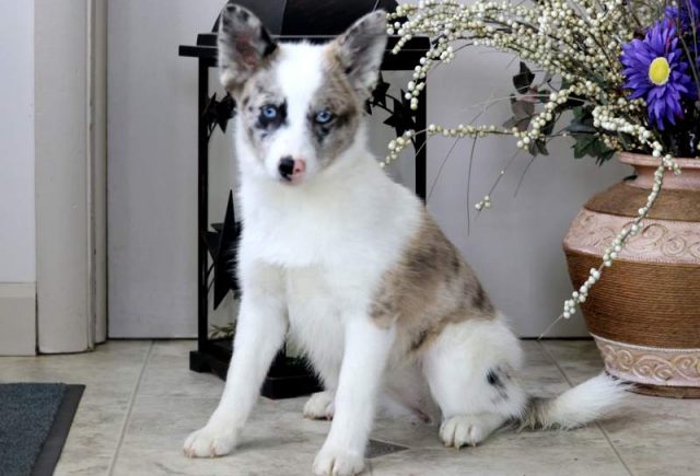 Dipsy-Pomsky-1.jpg
